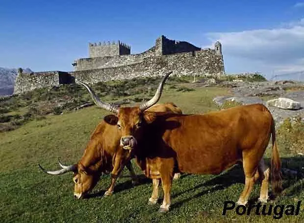 Σπίτι διακοπών Casa Teno *